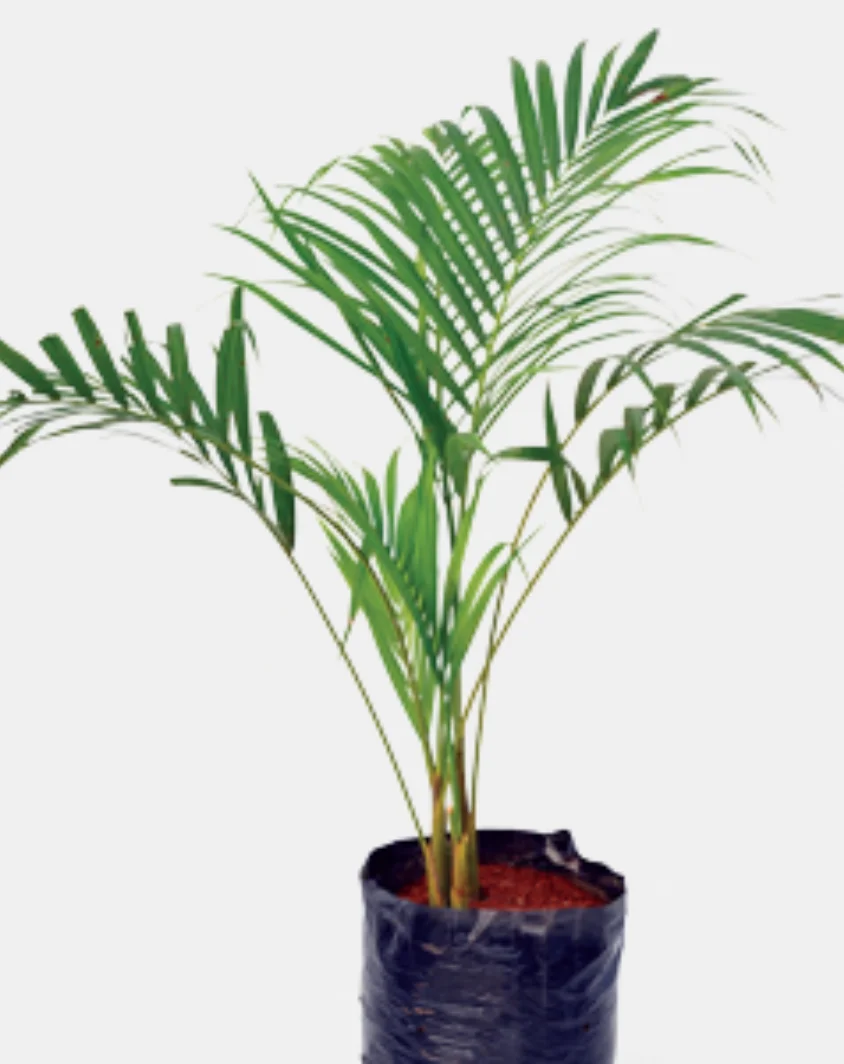 Ornamental Plants
